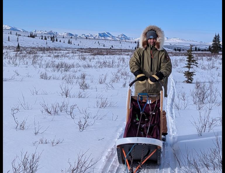 UAF doctoral student Kaytan Kelkar in Denali National Park in March for work on continuing permafrost research. Kelkar rode a sled towed by a National Park Service dog team. Photo courtesy of Kaytan Kelkar