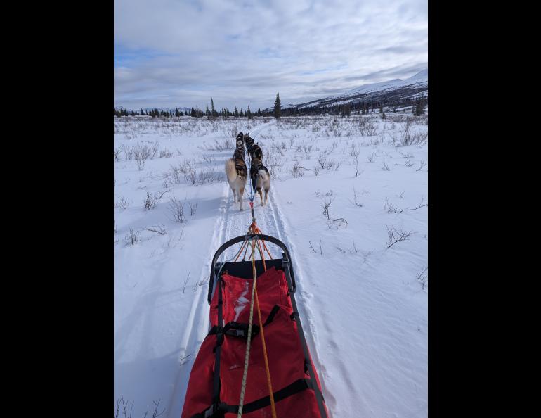 One of the dog teams driven by a National Park Service ranger inside Denali National Park heads down the trail. Photo courtesy of Kaytan Kelkar