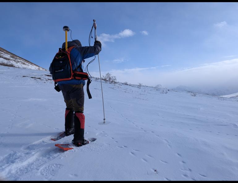 UAF doctoral student Kaytan Kelkar treks to the research site in Denali National Park. Photo courtesy of Kaytan Kelkar