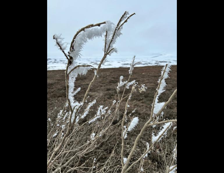 Rime ice covers brush on a hill above Toolik Lake, Alaska, on June 8, 2025. Photo by Julie Stricker