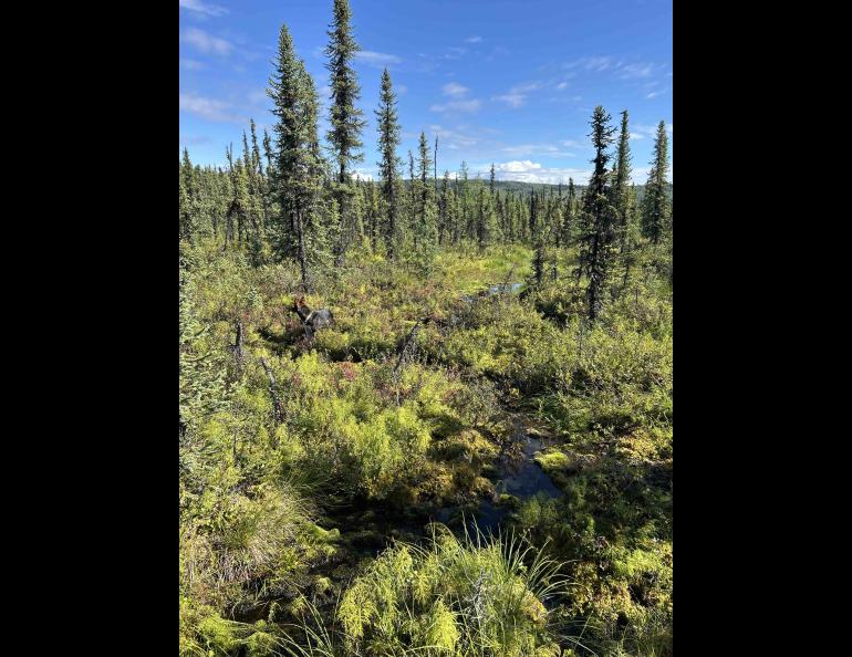 A dog explores the berry patches at a small creek in Two Rivers, Alaska, in early August. Photo by Rod Boyce