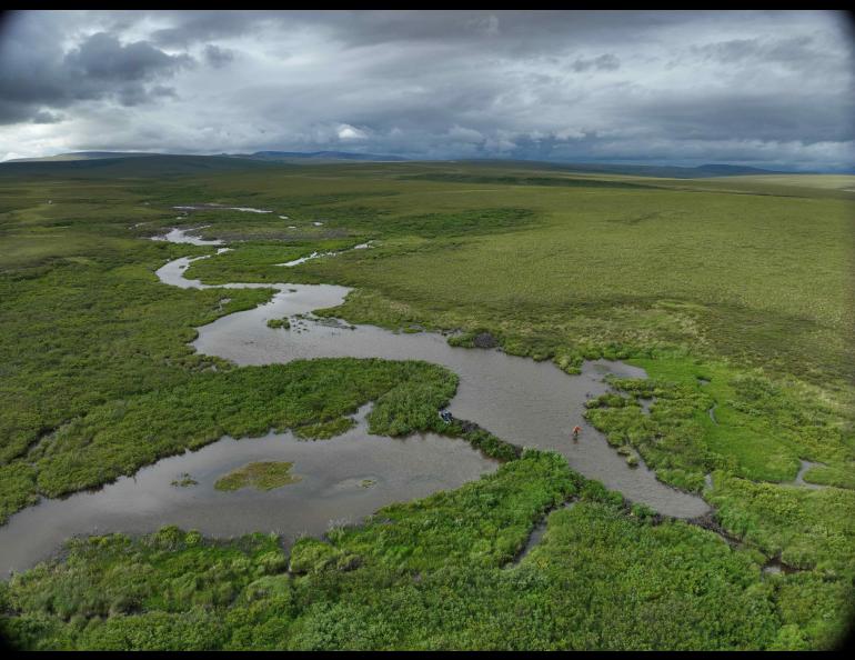  Tom Glass and Rodrigo Rangel navigate a beaver pond on the northern Seward Peninsula in August 2024. Photo by Benjamin Jones