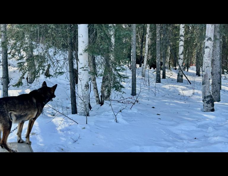 A sled dog stands alert on a snowy porch in early April in Two Rivers, just outside of Fairbanks, Alaska, watching a pair of moose among birch and spruce trees in the forest beyond. Sunlight filters through the trees onto the snow-covered ground as the moose partially hide in the woods.