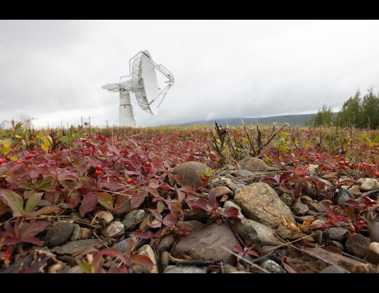 Fall colors set in at Poker Flat Research Range during the Poker Potluck Pig Roast on Aug. 23, 2024. Photo by Bryan Whitten