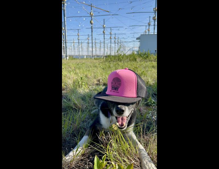 Dogs were welcome at the open house as long as they were leashed. Photo by Kelly Eagan