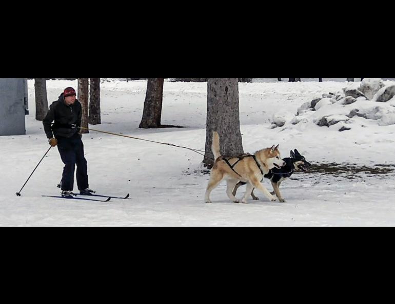 Michael Roddewig skijoring with his malamute Yukon and Alaskan husky Storm. Photo courtesy Michael Roddewig