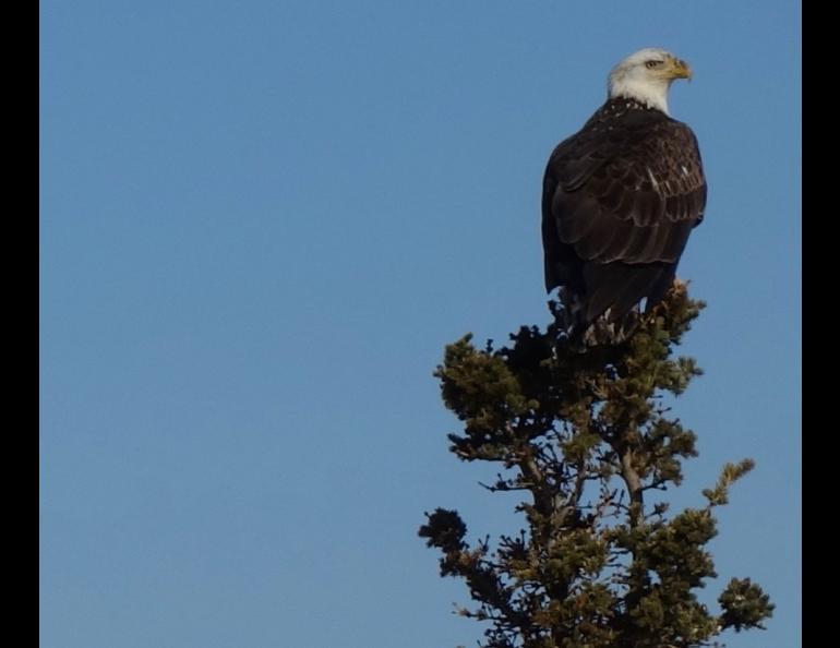 A bald eagle that recently migrated back to middle Alaska. Photo by Ned Rozell.