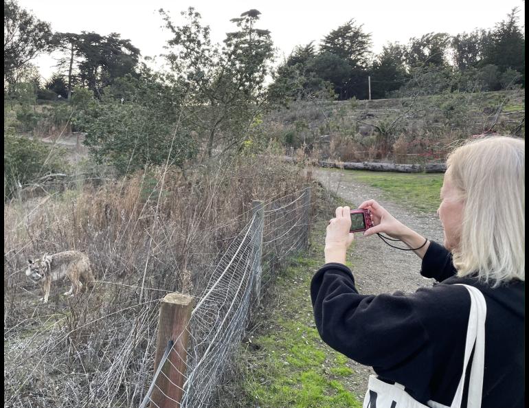 Heather Liston of San Francisco captures an image of a coyote she saw on a trail through the Presidio of San Francisco. Photo by Ned Rozell.