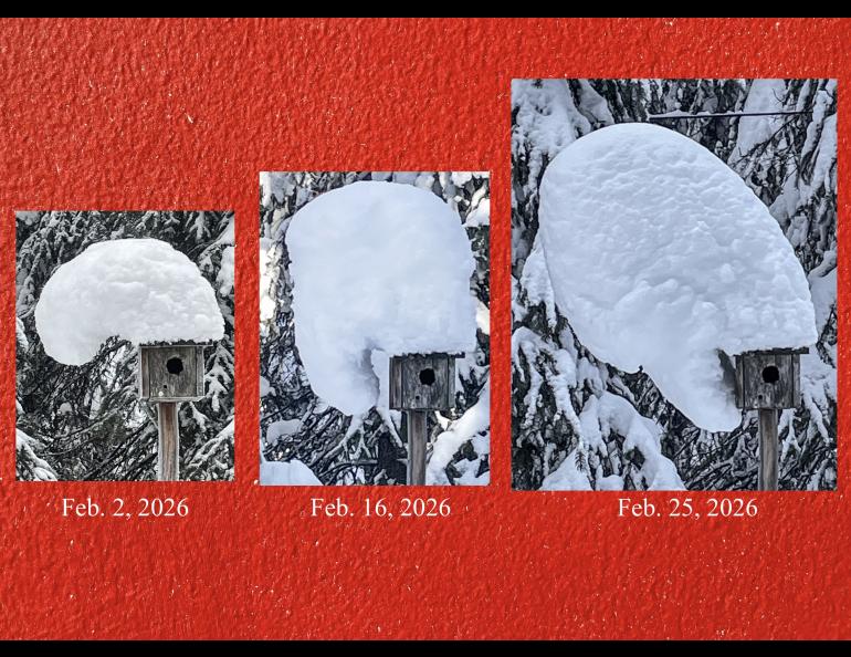 In February 2026, a snow hat forms and deforms on top of a chickadee house in Fairbanks built by the late biologist David Klein. A moose bumped it and knocked off the mass on March 9, 2026. Photos by Ned Rozell.