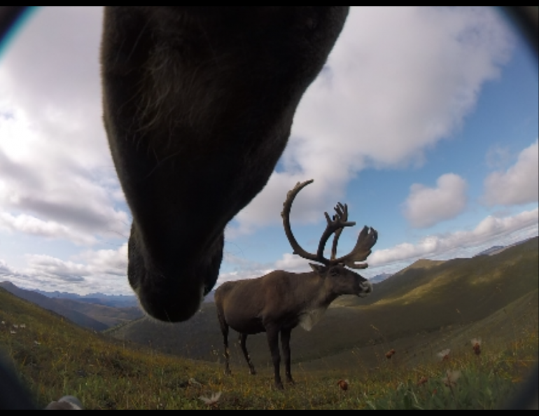 A bull caribou from the Fortymile herd as seen from a camera around the neck of a female caribou. Still image from a nine-second video the collar captured during a study of the herd using cameras that dropped to the ground in autumn. Image courtesy Libby Ehlers.