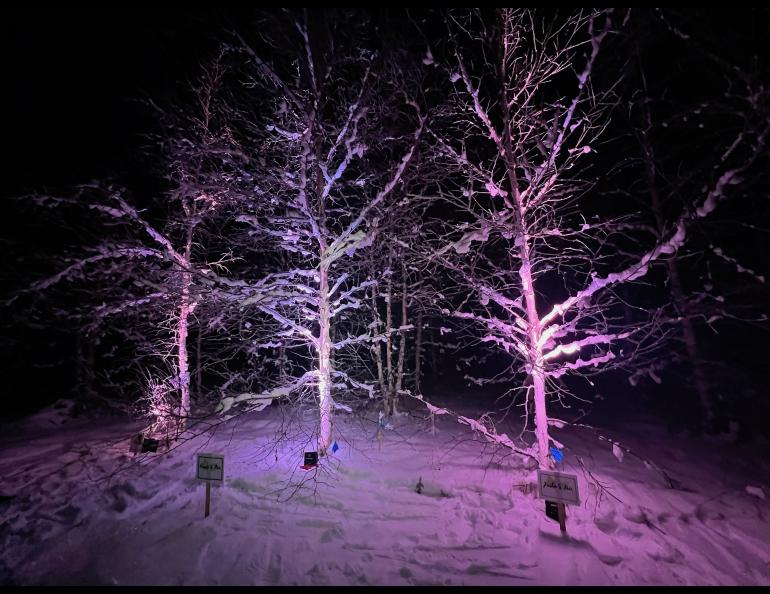 Three birch trees stand in a field at the University of Alaska Fairbanks during a recent celebration for three scientists killed in a helicopter crash in July 2023. Photo by Alyssa Enriquez.