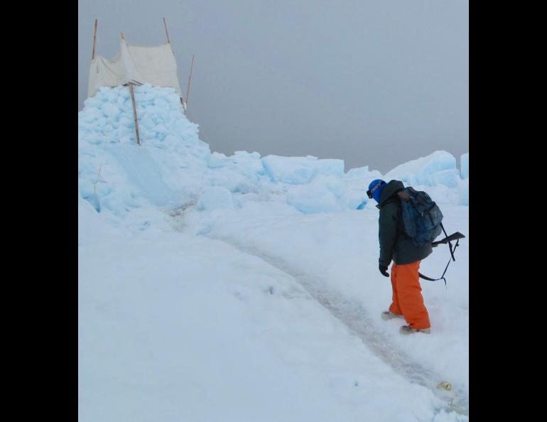 Craig George looks at polar bear tracks near an observing “perch” he and other biologists built on sea ice north of Utqiagvik in May 2010. The canvas on top is wrapped around two-by-fours to break the wind. Photo by Ned Rozell.