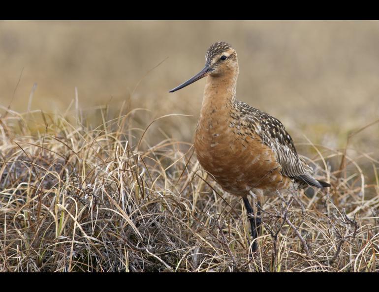 A male bar-tailed godwit near Prudhoe Bay during the summer breeding season. Photo by Zachary Pohlen.