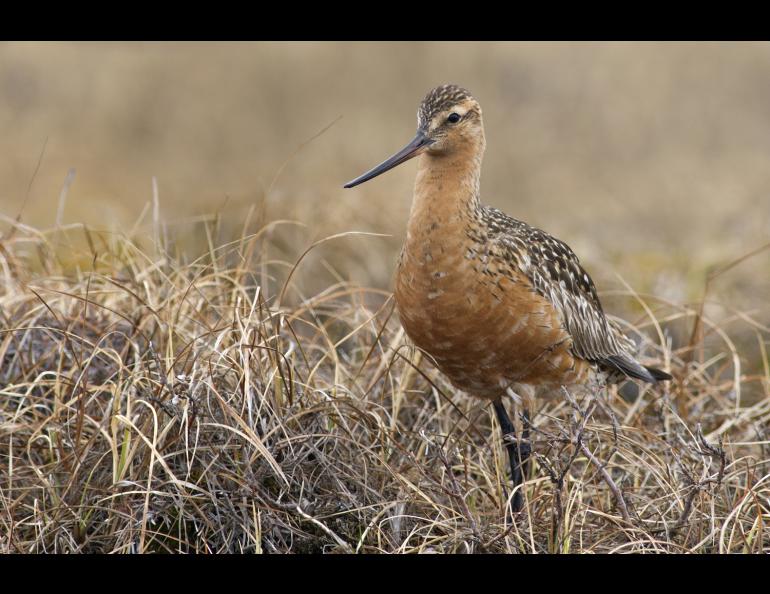 A male bar-tailed godwit near Prudhoe Bay during the summer breeding season. Photo by Zachary Pohlen. 