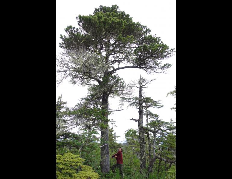 Ben Gaglioti takes a core from a tree in the farthest-north grove of lodgepole pines in Alaska, near the town of Yakutat. Photo by Ned Rozell.