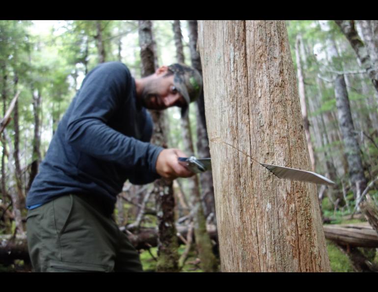 Ben Gaglioti cuts into a dead Alaska yellow cedar tree near La Perouse Glacier in Southeast Alaska. Photo by Ned Rozell.