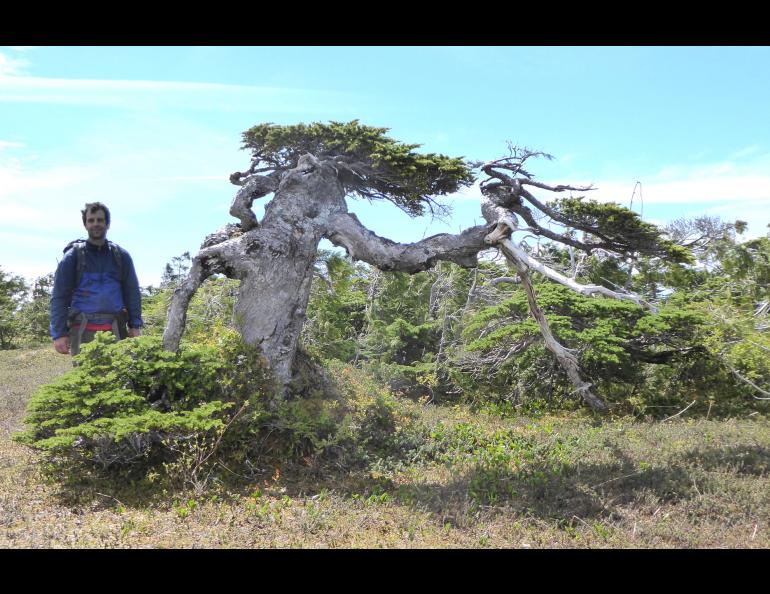 Ben Gaglioti, an ecologist at the University of Alaska Fairbanks, stands next to a mountain hemlock tree damaged in winter on the outer coast of Glacier Bay National Park in Southeast Alaska. Photo by Ned Rozell.