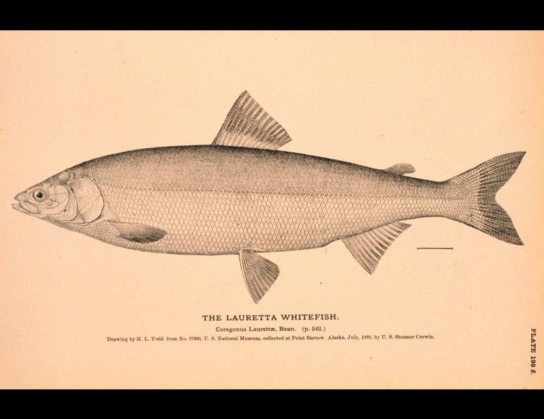 A drawing of a Bering cisco, also known as a Lauretta whitefish, created by H.L. Todd in July 1880. Public domain image from the Natural History of Useful Aquatic Animals, NOAA photo library.