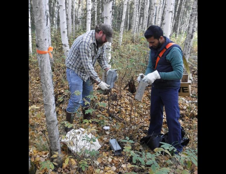 Jeff Doty and Faisal Minhaj check traps baited with oats and peanut butter for voles and squirrels in Interior Alaska. Photo by Ned Rozell. 