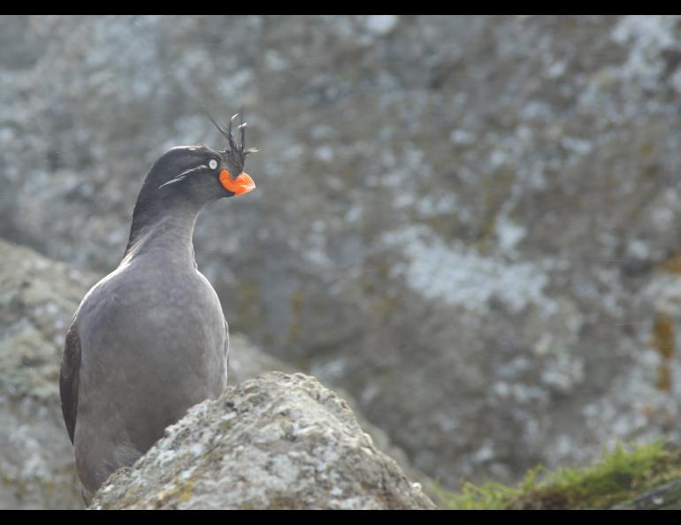 A crested auklet, a seabird that breeds on the islands of western Alaska including the Aleutians. Photo by Hector Douglas.