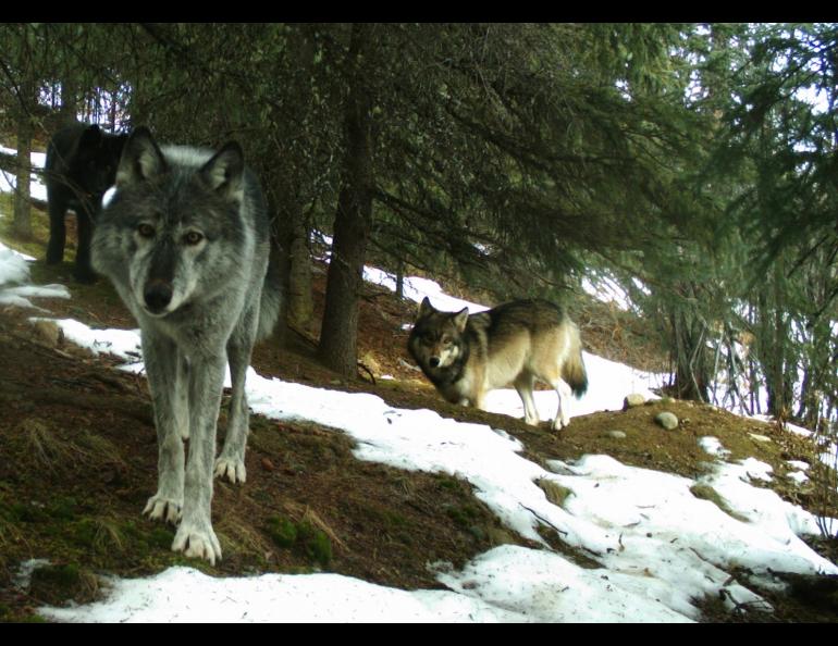 Wolves in Denali National Park and Preserve in 2016. National Park Service trail camera photo.