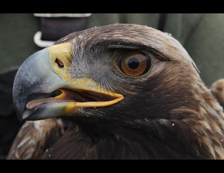 A golden eagle captured as part of a population study near Gunsight Mountain between Palmer and Glennallen. Photo by Caitlin Davis.