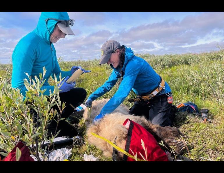 Washington State University doctoral student Ellery Vincent, left, and Alaska Department of Fish and Game biologist Jordan Pruszenski take measurements and samples of an anesthetized grizzly bear on the North Slope of Alaska prior to installing a video collar in August 2025. Photo by Rob Kozakiewicz