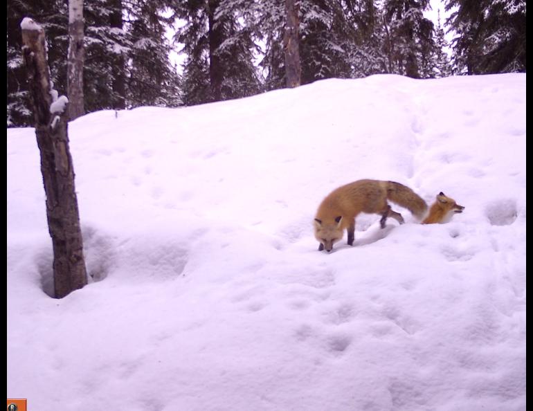 Two red foxes investigate a den site in Interior Alaska during a recent springtime. Photo by Ned.