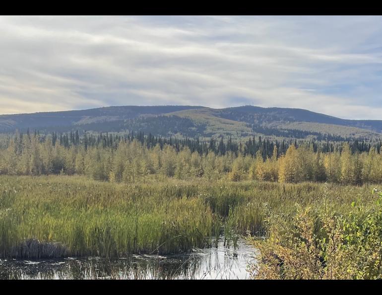 Ester Dome pokes 2,362 feet into the Interior Alaska sky. Runners will navigate much of the hill during the Equinox Marathon. Photo by Ned Rozell.