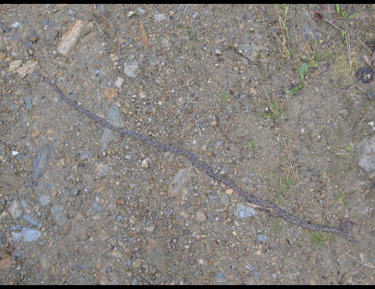 Thousands of snakeworm gnat larvae travelling together cross over a road in Ester, Alaska, in 2007. Photo by Maggie Billington.