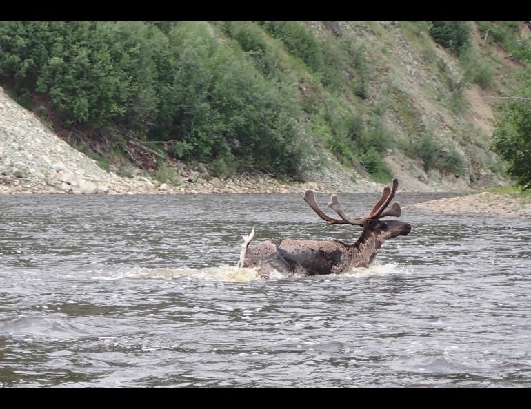 A caribou crosses the Fortymile River. Photo by Ned Rozell.