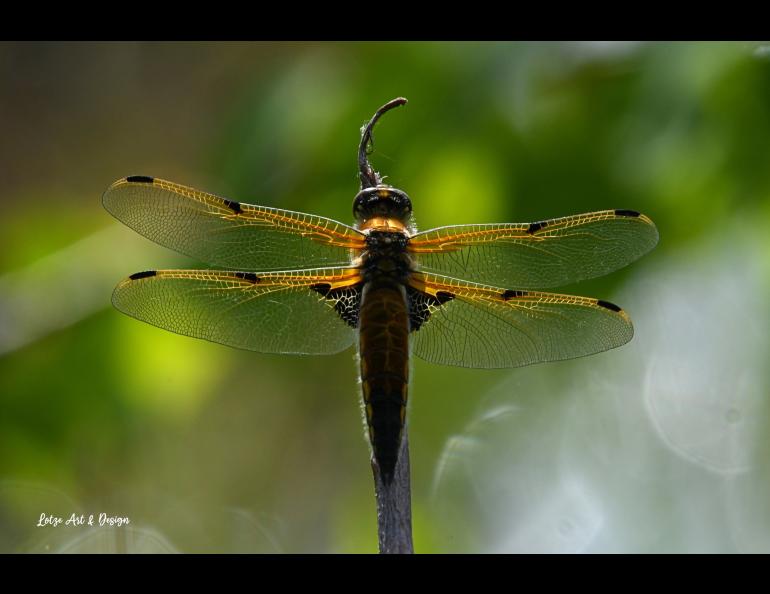 A four-spotted skimmer dragonfly pauses on a branch near Fairbanks in spring 2025. Photo by Brian Lotze.