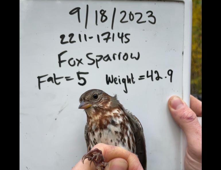 A fox sparrow captured a few times at the Creamer's Field Migration Station waits for release in the hand of a biologist, who judged this bird to have a fat value of 5 out of a possible 7. Photo courtesy of Alaska Songbird Institute.