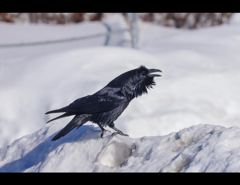 A raven vocalizes on the west side of Fairbanks in April 2021. Photo by Hannah Foss. 