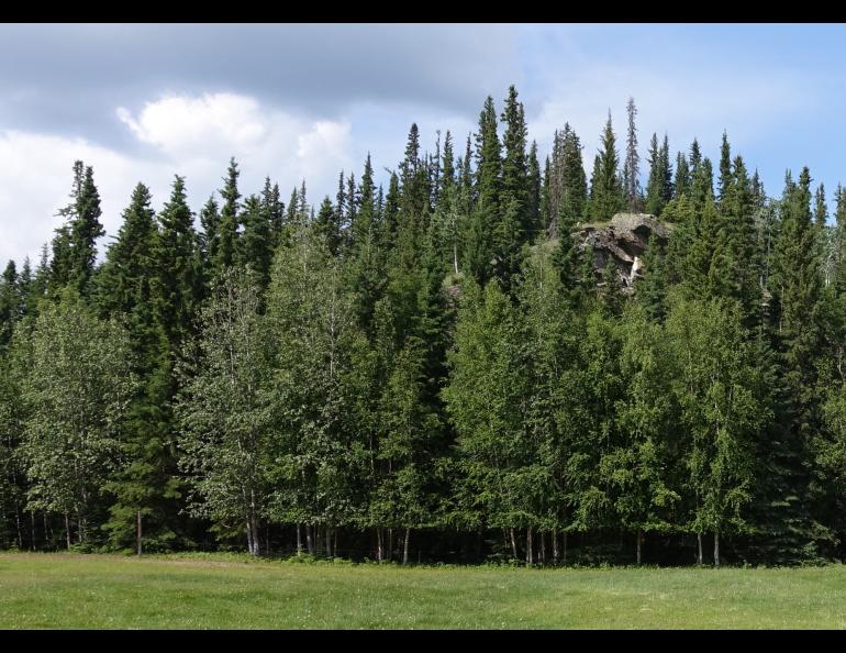 Hollembaek Hill rises from the flats of Interior Alaska near the Tanana River in Delta Junction. Photo by Ned Rozell.
