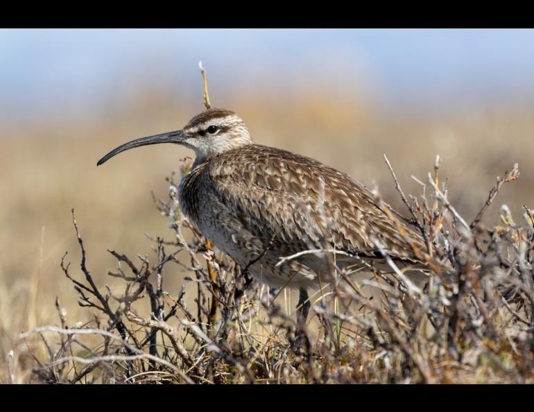A whimbrel rests on a willow near the Jago River in summer 2024. Photo by Alan Kneidel.