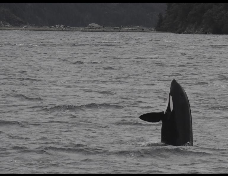 A killer whale in the Gulf of Alaska. Photo courtesy North Gulf Oceanic Society, NMFS research permit 20341.