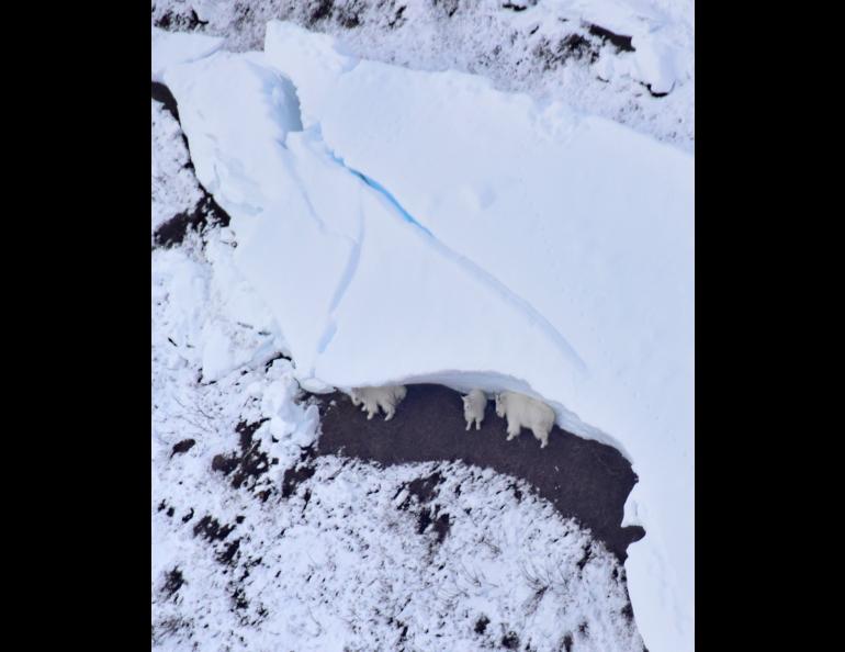 Mountain goats shelter beneath the fracture line of an avalanche above Klukwan, Alaska. Photo by Kevin White.