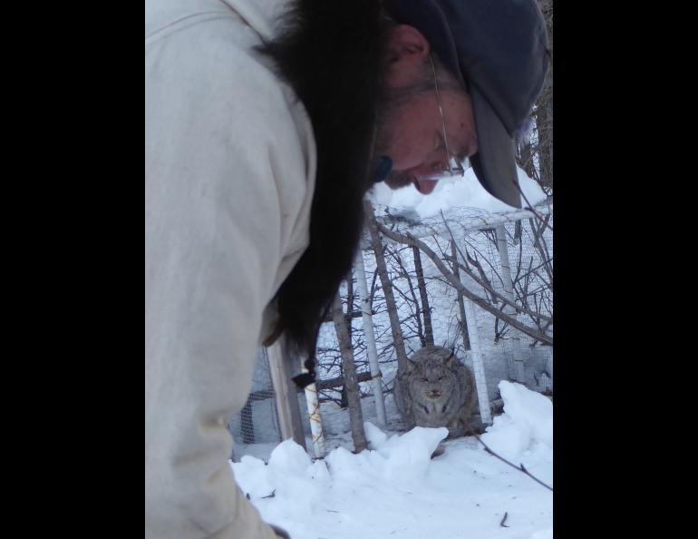 A female lynx watches UAF ecologist Knut Kielland from within a live trap. Photo by Ned Rozell.
