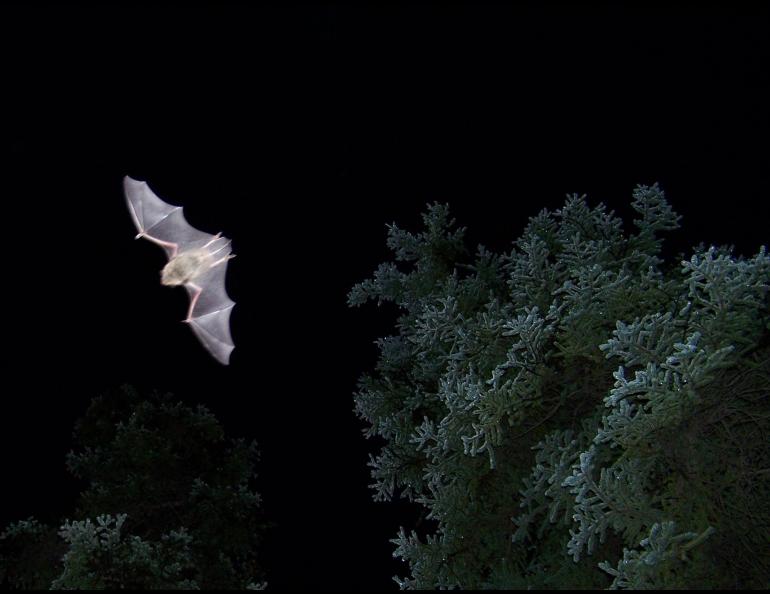 Alaska’s most common bat: Myotis lucifugus, the little brown bat, photographed near Haines Junction in the Yukon. photo by Lea Randall.