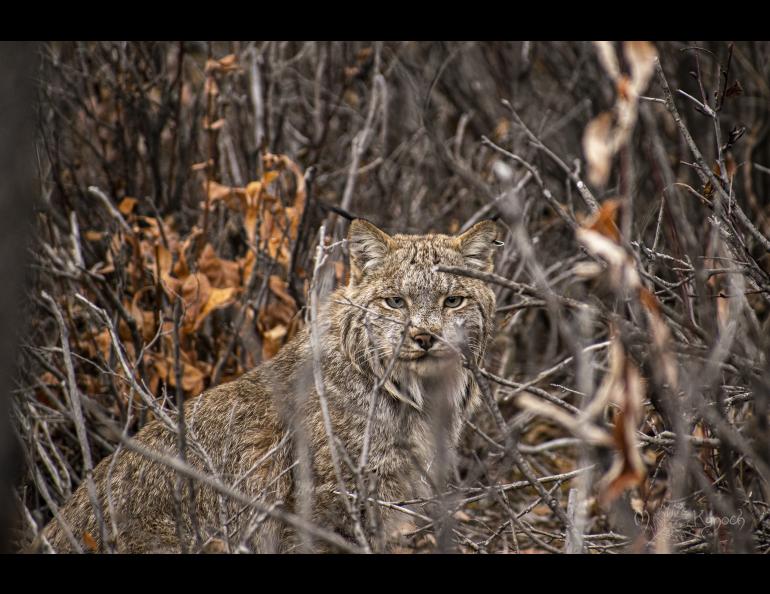 A lynx in shrubs