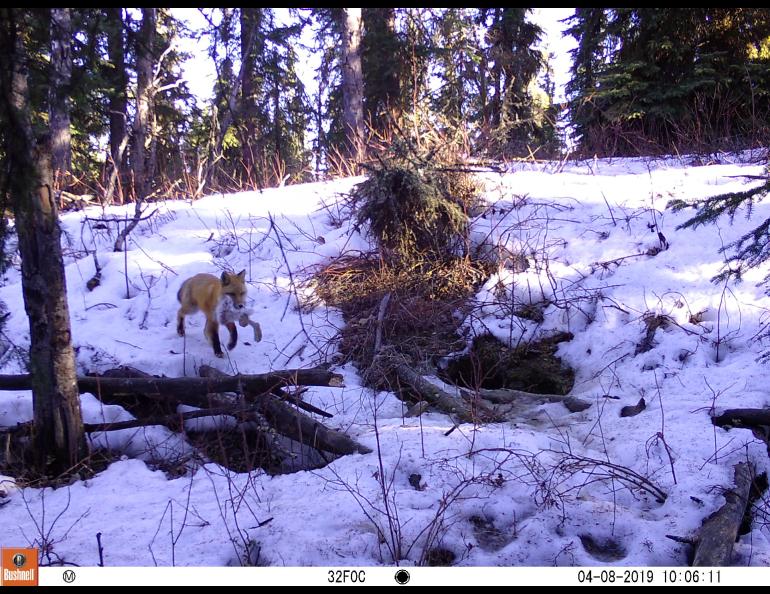 A fox with a snowshoe hare in its mouth walks across a snowy landscape