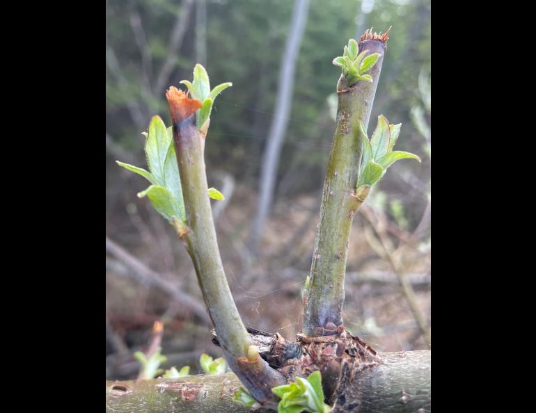 Feltleaf willow leaves emerge beneath where a moose nipped off buds during winter of 2022-2023 in Fairbanks. Photo by Ned Rozell.