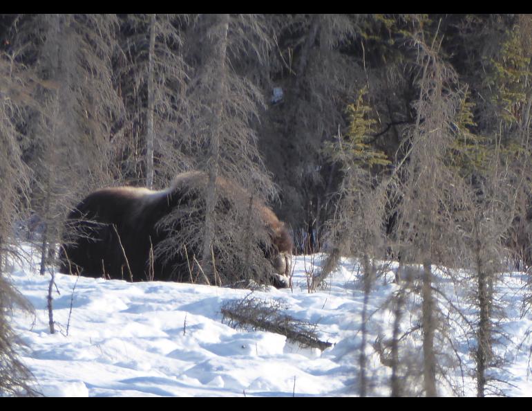 A musk ox feeds in the forest just north of Coldfoot. Photo by Ned Rozell.