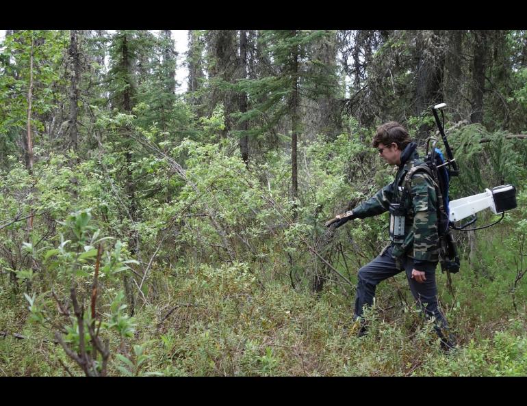 Nicholas Hasson, a graduate student who studies permafrost at the University of Alaska Fairbanks, walks through the boreal forest in Fairbanks with an instrument that helps him map permafrost features beneath the ground surface. Photo by Ned Rozell.