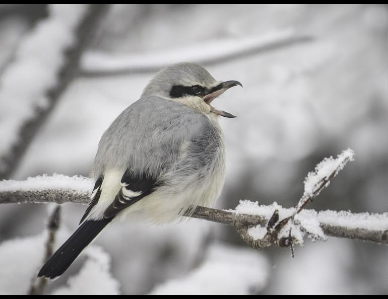A northern shrike in the yard of John Wright of Fairbanks. Photo by John Wright.