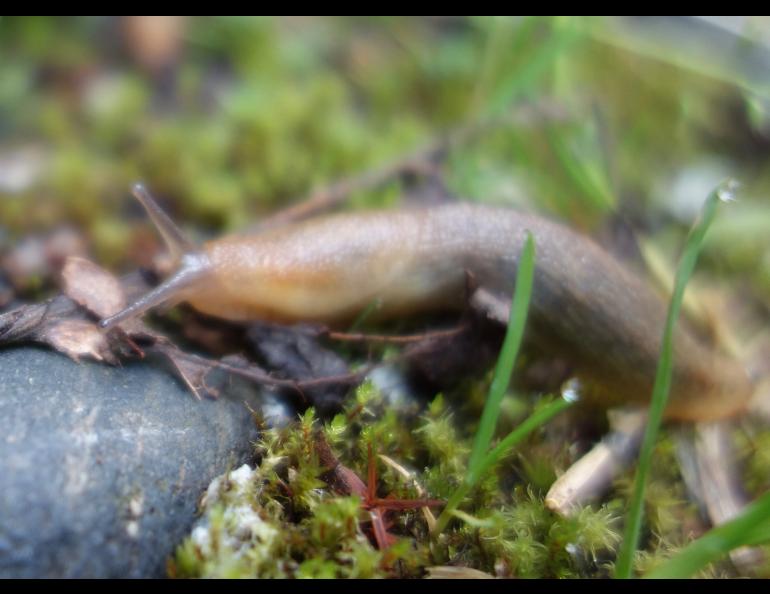 A slug in Shoup Bay, near Valdez, Alaska. Photo by Ned Rozell.