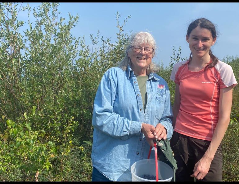 Pat Holloway, left, and Zuzana Vaneková pick blueberries on Murphy Dome near Fairbanks for Vaneková’s study to test the possible toxicity of the berries. Photo by Chris Dart.