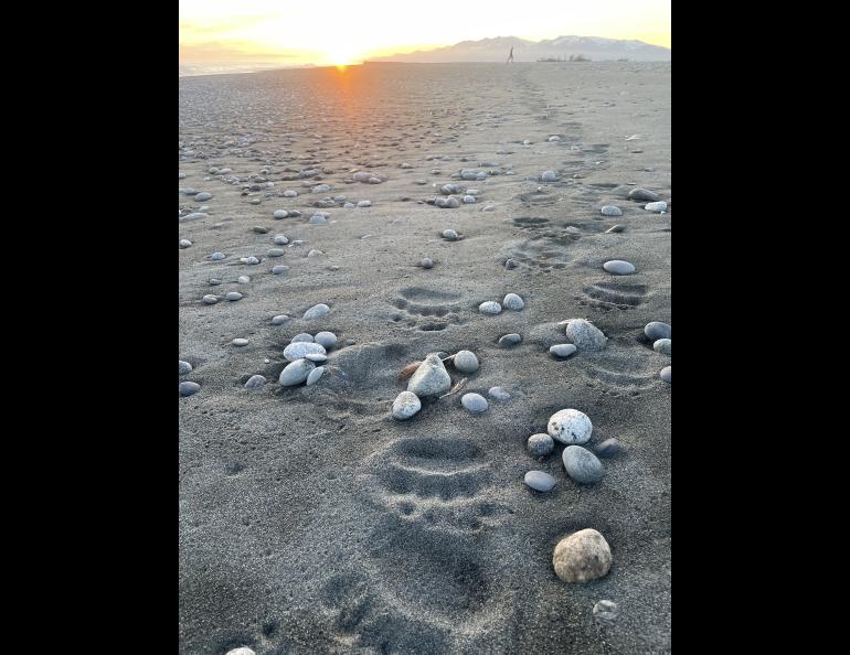 Paul Salopek, a writer who has been walking around the world for more than a decade, strides along the bear-footed beachfront near Malaspina Glacier in August 2025. Photo by Ned Rozell.