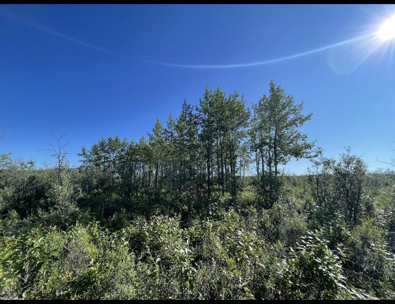 Balsam poplars dwarf nearby tundra and willow shrubs near the Anaktuvuk River in early August. Balsam poplar is the largest tree species on Alaska's North Slope. Photo by Sara Wilbur